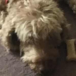 Meet your Posher, Elysia